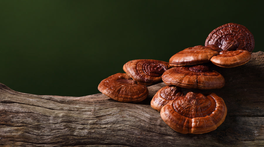 Mushrooms: The Superfood with Health Benefits You Didn’t Know About