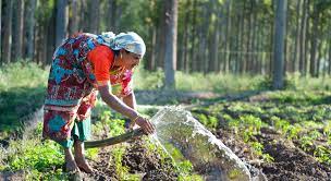 How Mushrooms Can Support Women Empowerment in Uttarakhand