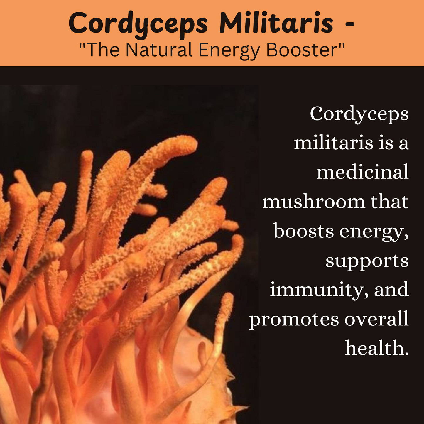 Cordyceps Militaries Dry Fruiting Body 10g