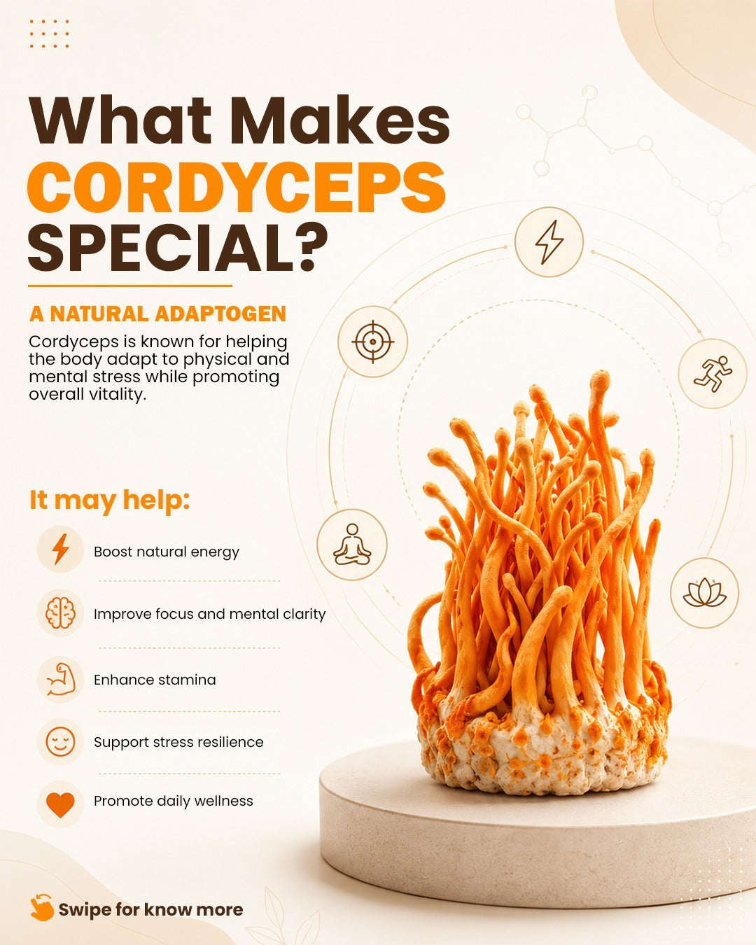 Cordyceps Militaries | Dry Fruiting Body | 10g