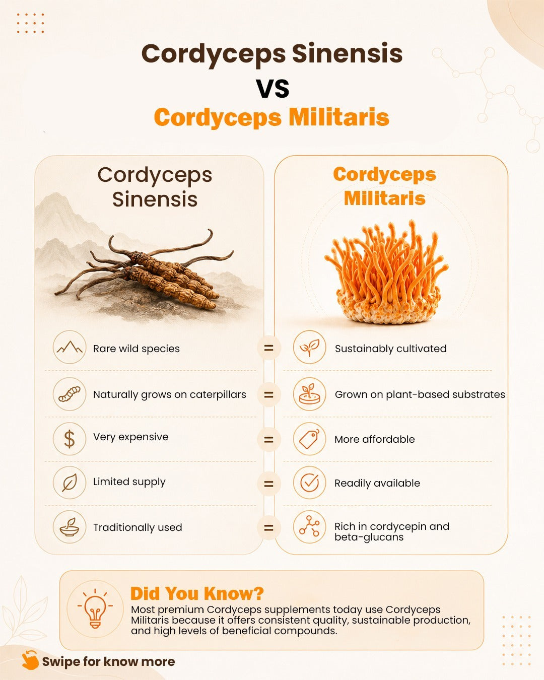 Cordyceps Militaries | Dry Fruiting Body | 10g